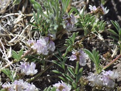 Astragalus lemmonii