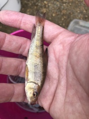 Erimyzon claviformis