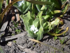 Plagiobothrys mollis