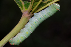 Imber tropicus