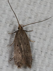 Neodactylota