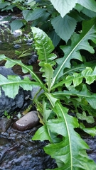 Sonchus fruticosus image