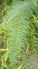 Pteridium revolutum