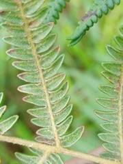 Pteridium revolutum