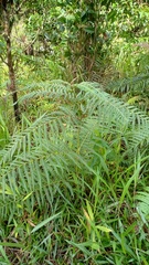 Pteridium revolutum
