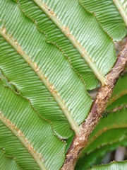 Blechnum vestitum
