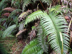 Blechnum vestitum