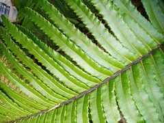 Blechnum vestitum