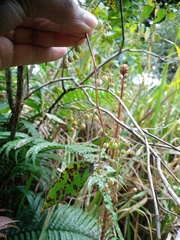 Gaultheria leucocarpa