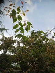 Gaultheria leucocarpa