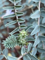 Astragalus lentiginosus wilsonii