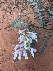 Astragalus lentiginosus wilsonii