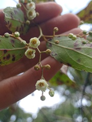 Gaultheria leucocarpa