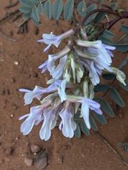 Astragalus lentiginosus wilsonii