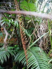 Blechnum vestitum