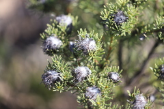 Isopogon scabriusculus