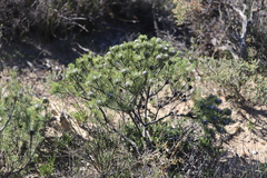 Isopogon scabriusculus
