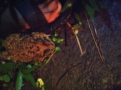 Duttaphrynus melanostictus