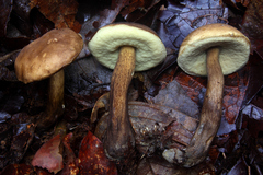 Tylopilus orsonianus