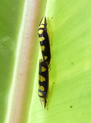 Platygonia spatulata
