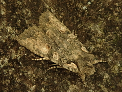 Lithophane ustulata