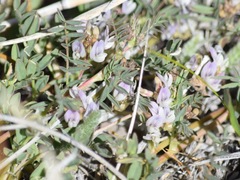 Astragalus lemmonii