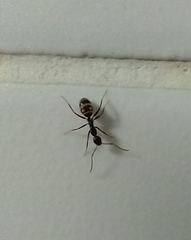 Camponotus