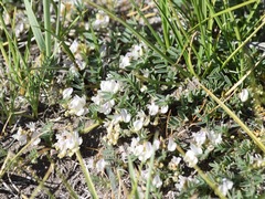 Astragalus lemmonii