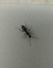 Camponotus