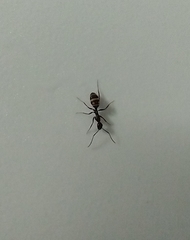 Camponotus