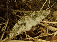 Esakiopteryx volitans