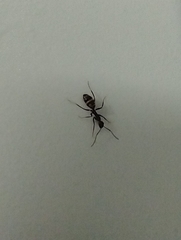 Camponotus
