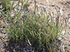 Muhlenbergia richardsonis