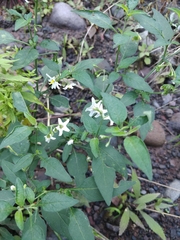 Solanum chenopodioides image