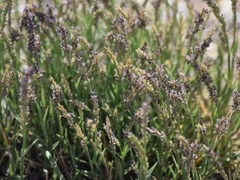 Muhlenbergia richardsonis
