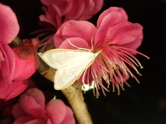 Palpita nigropunctalis