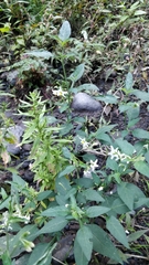 Solanum chenopodioides image