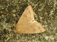 Anorthoa angustipennis