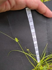 Carex texensis