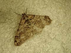 Agriopis dira