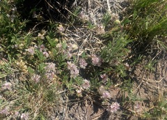 Astragalus lemmonii
