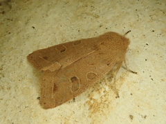 Anorthoa angustipennis