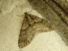Esakiopteryx volitans