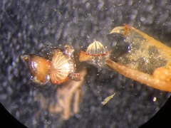 Ptychostomum imbricatulum
