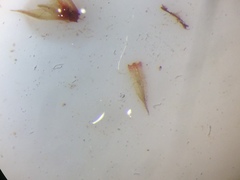 Ptychostomum imbricatulum