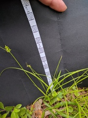 Carex texensis