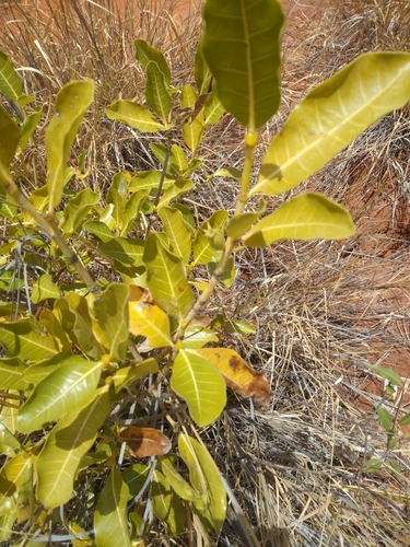 Gardenia rutenbergiana image