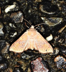 Canaea hyalospila