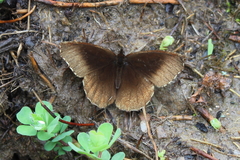 Panyapedaliodes drymaea