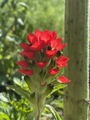 Castilleja arvensis